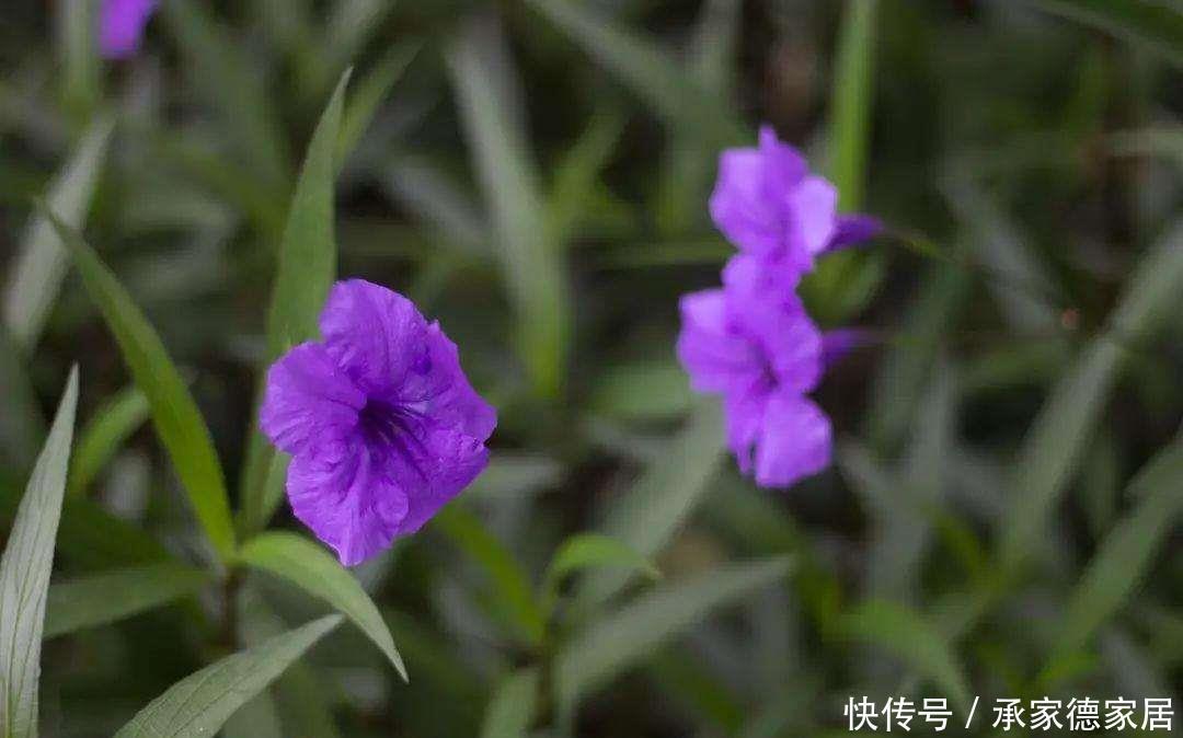  天使|这4种花是冬天的天使，冰天雪地里也能开花，一片生机盎然的样子