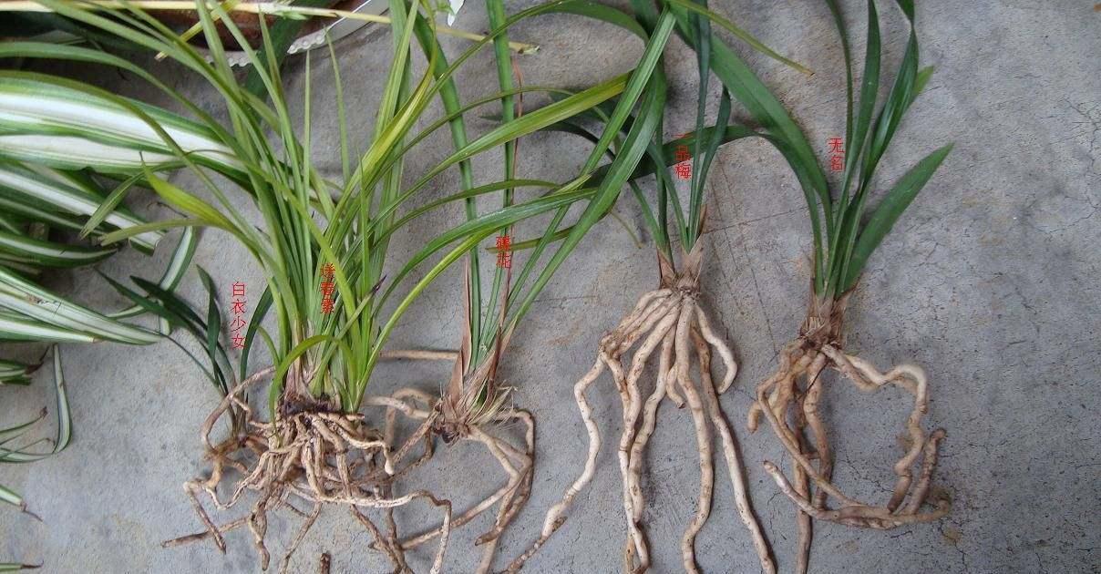 兰花|新网购来的兰花你知道如何上盆吗,上错盆立马死给你看