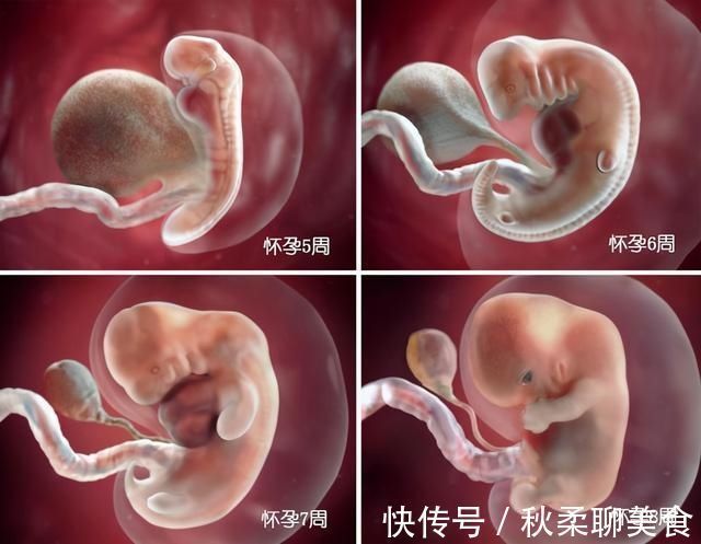 发育|胎儿40周变身记:从0.5厘米受精卵到50厘米宝宝,过程神奇