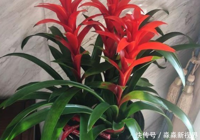 好运|寓意红红火火,好运不断的3种花,喜欢的赶紧养一盆