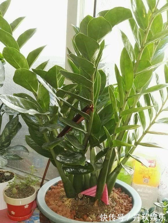 铜钱草|6种“聚财花”,养在家里好兆头,漂亮又大气,还有好运满满