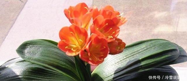 根部|养富贵竹、君子兰、绿萝,一对一喂”神仙水“才根壮叶绿