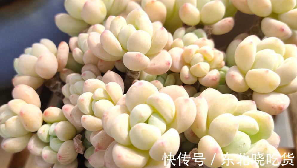 多肉植物什么环境适合养,什么人适合养,来看看您属于那一类