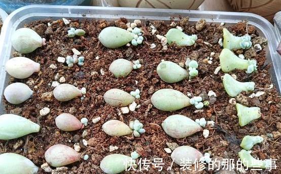 家里没矿的肉友教你一招成为多肉大户,保你一看就会