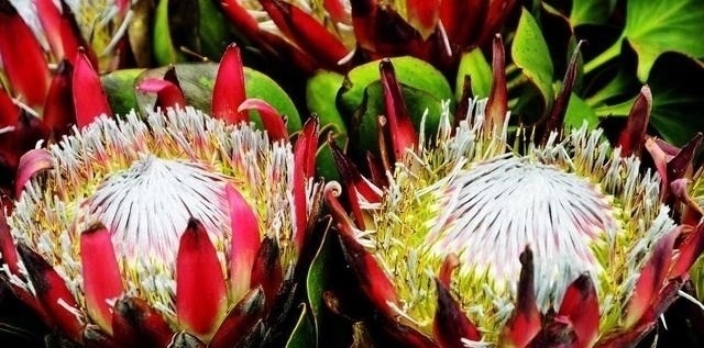 花期最长的花朵，神秘的一朵都能保持半年，你肯定都没有见过！