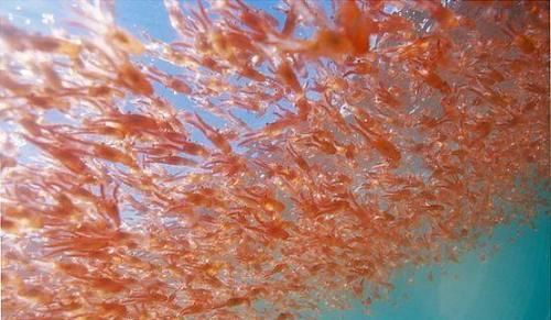  小汐|小汐今天分享的它是世上最干净的海鲜，美味非常，如今每年被捕上亿吨到这里