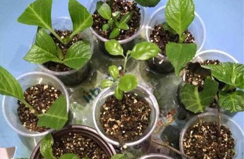 种花|5种花,6月扦插正当时,越热生根越快,现在繁殖几盆成大户