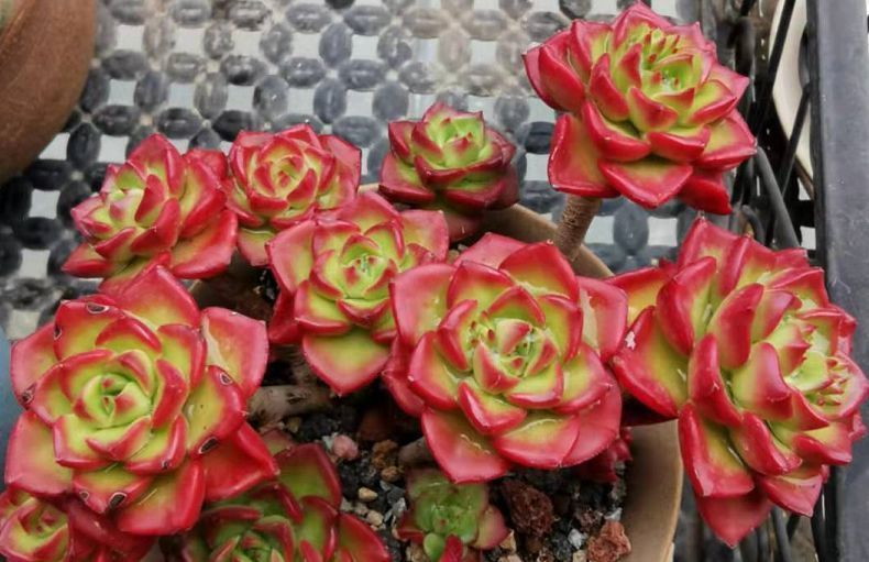 唐长老|养的多肉没有别人的好看?不是你不努力,而是有4道坎没能跨过去