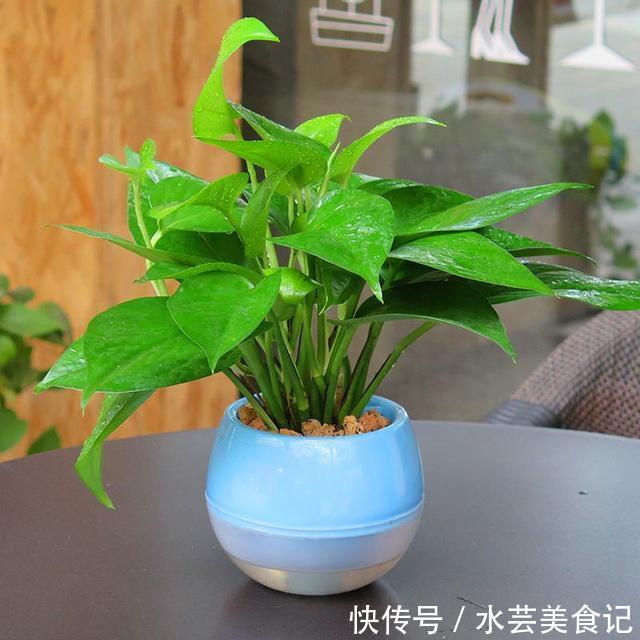 给“绿萝”浇水,兑上点这东西,棵棵长满盆,叶子巴掌大!