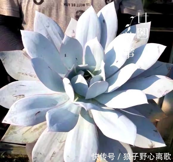 6种多肉,天生就是“巨无霸”,用大盆养,个头比脸大!