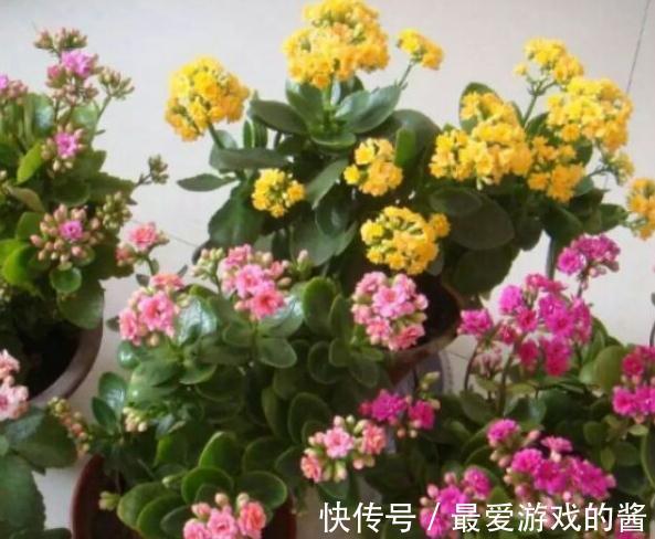 买了一盆正在开花的长寿花,可以给它换盆土吗,怎么养护呢