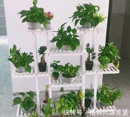 黄叶|绿萝又黄叶了, 这样一处理, 又是绿油油的一盆!