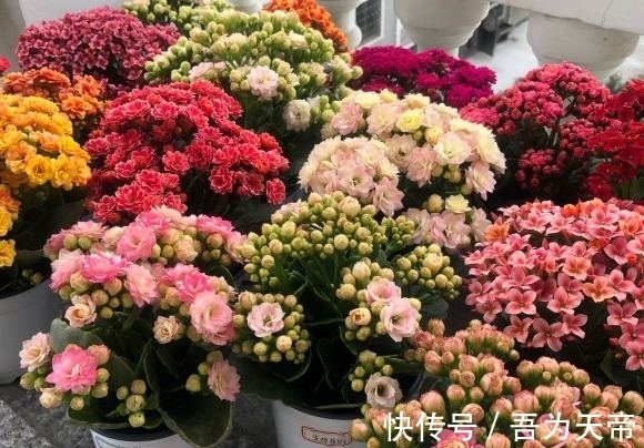 花盆|长寿花有“4喜3怕”,避开小坑,快速开花一大片,太省心了