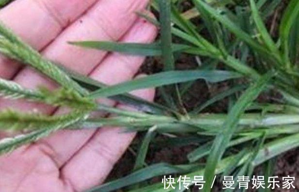 小儿惊风|农村人“恨之入骨”的一种野草，竟然秒杀板蓝根，你认识吗