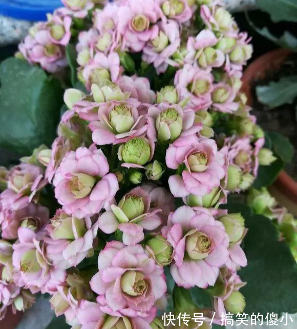 4种花专挑秋天爆盆，养一盆连续爆花3个月，花多花美