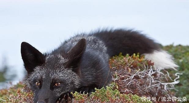 天官花城同款的狐狸团子,软萌又傲娇,简直是三郎化身,想Rua