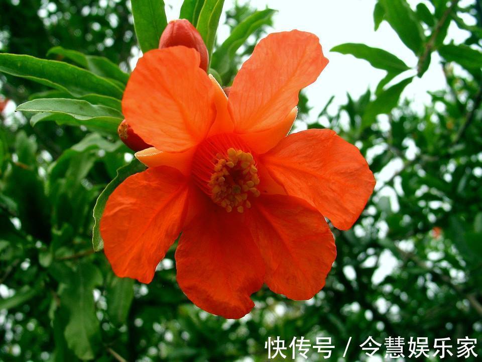 毒气|家养一盆石榴花，观花又观果，吸走“含铅毒气”，红红火火家兴旺