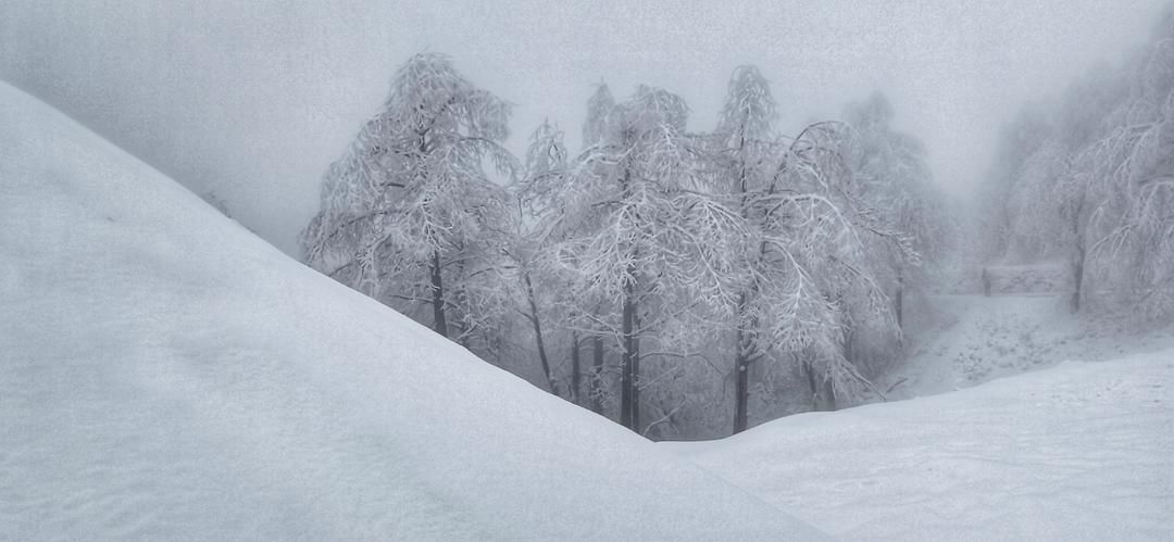 嵊州|嵊州这里有个林海雪原