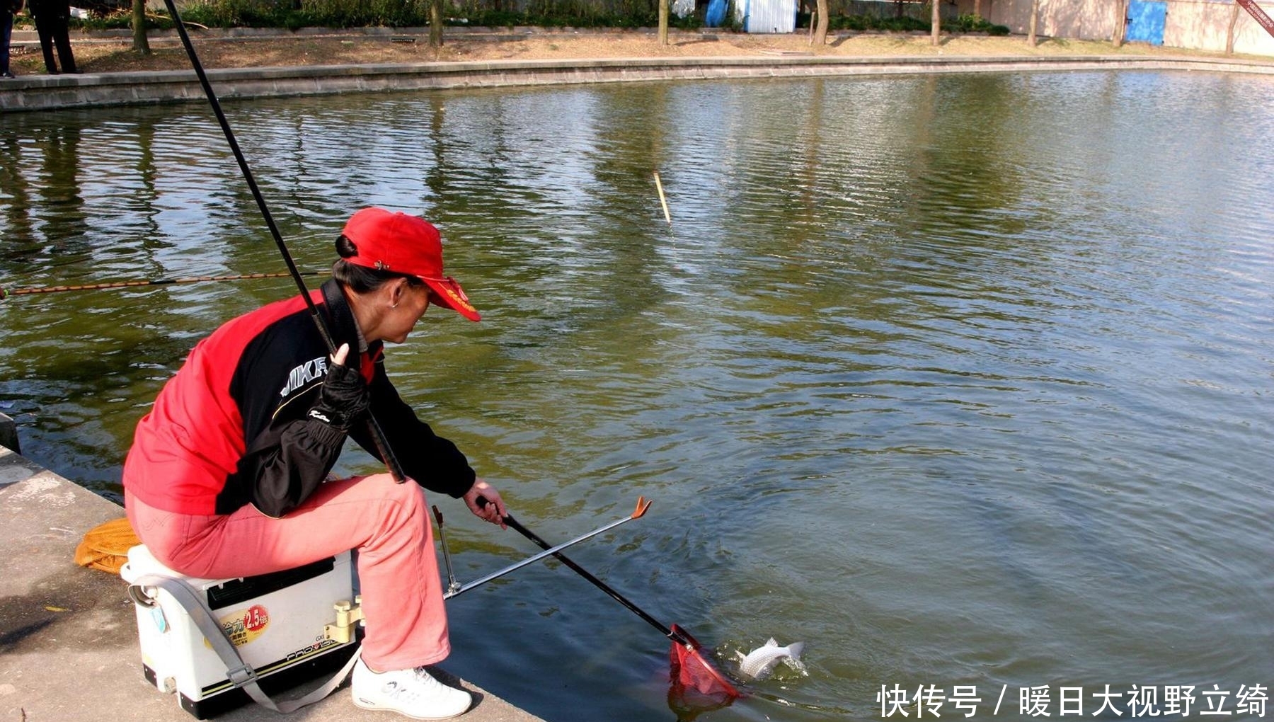 鱼类|什么物质对鲫鱼的诱鱼效果非常好？钓鲫鱼轻松爆护的四种物质