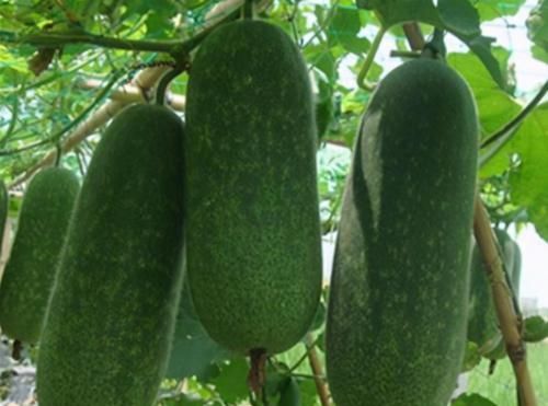  美容|女性坚持吃3种食物，美容养生、滋润肌肤，好吃又不贵！