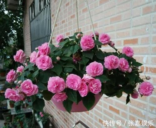 盆栽换上新土没几个月就板结怎么办别着急,撒点它十年不结块