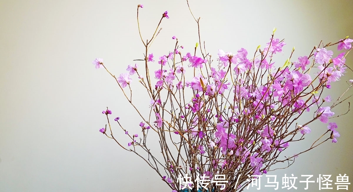 它属于国家二级保护植物,市场价却贱如柴火!生存现状让人忧