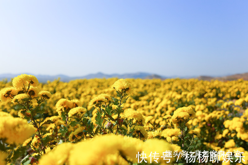 谷赏菊品菊|秋日自驾山东新泰，万亩花海良心谷赏菊品菊