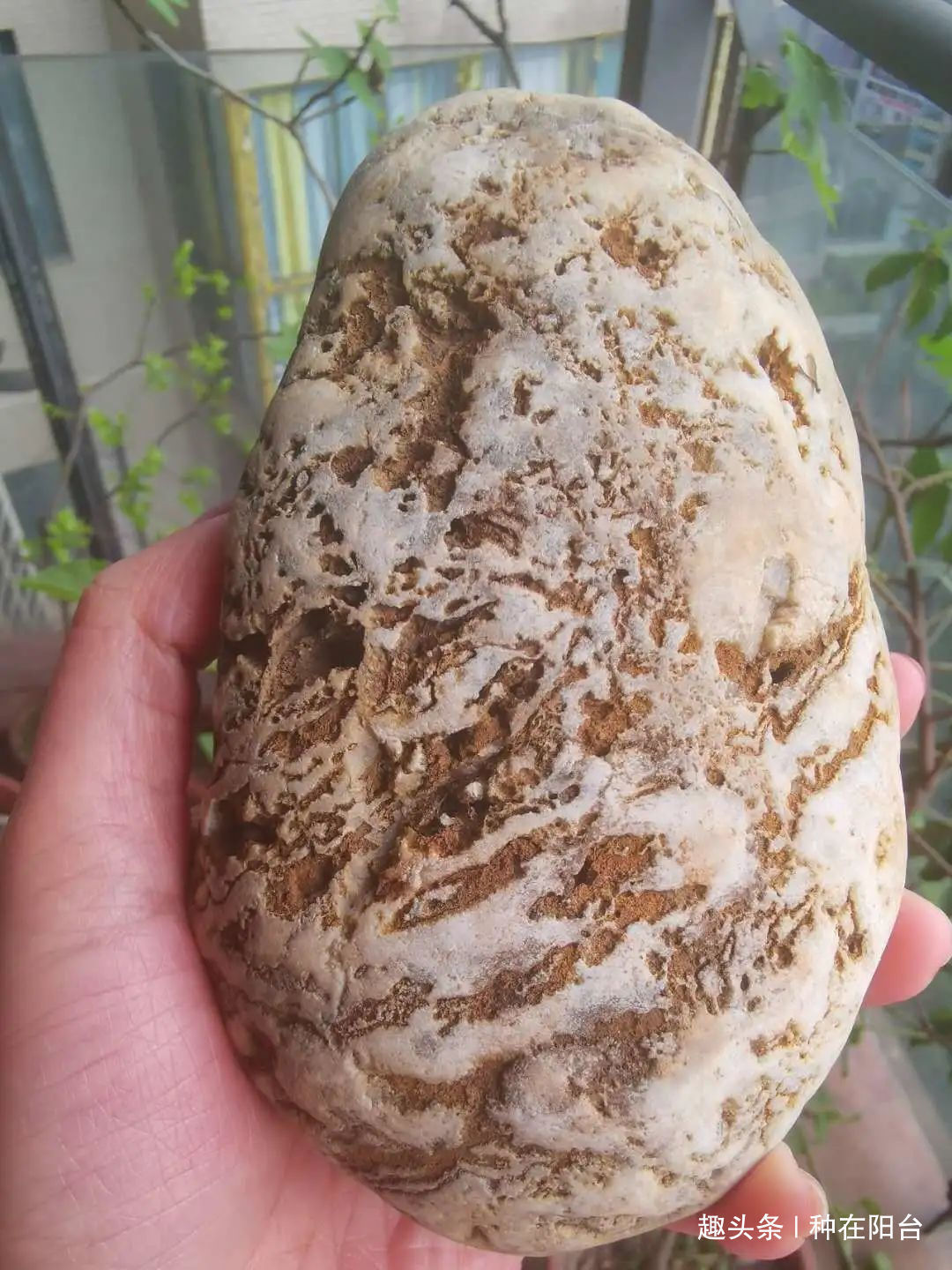 网篮|山水盆景不是非“水”不可，看山石与树木如何演绎一道山水盆景！