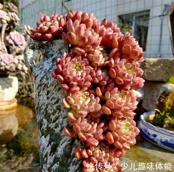 他养多肉,花盆“砸”破才种,长出来的多肉比老桩美,太有创意!