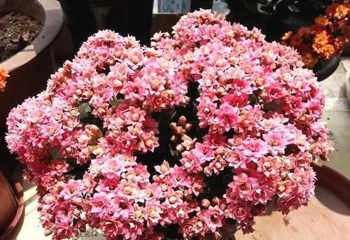 老妈养兰3年的长寿花,长成“巨无霸”老桩,开成大花球!