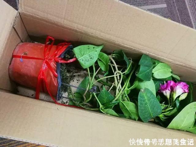 花苞|这花一开就是大半年,枝条沾水就活,根比萝卜还粗