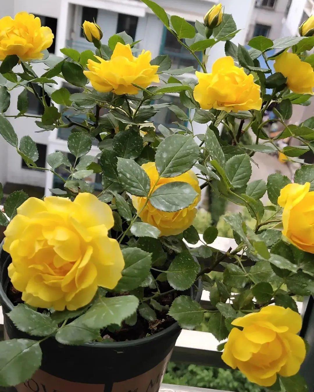 黄叶|给花浇水掺点白醋，植物根比萝卜还粗，健壮不黄叶