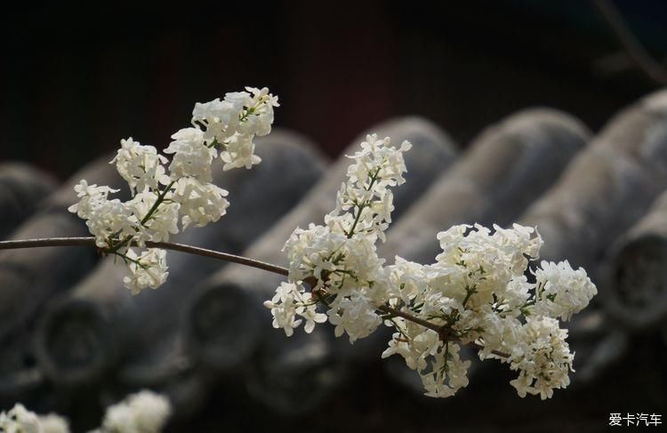 丁香花开，芬芳自来