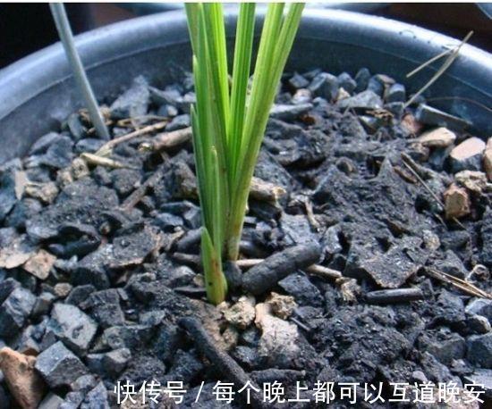 养花还用磷酸二氢钾2种废料家家有，就是磷钾肥