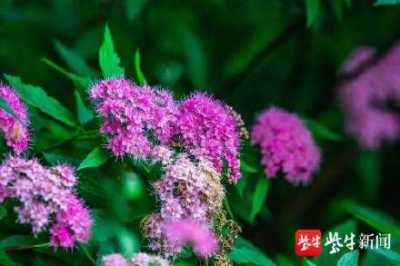 花卉|玄武湖水生花卉盛开，夏天的味道越来越浓