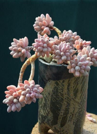 养多肉婴儿手指，做好几件事，很快长成多头小胖手，太可爱了！