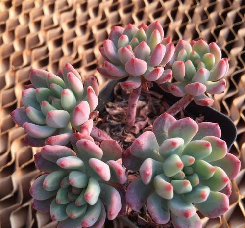 春天种下3种多肉,耐热好养易群生,35摄氏度照样生机勃勃