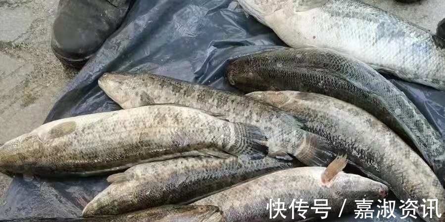 饵料|一时忘了告诉你,对付黑鱼我只需用这钓法,操作简单,遛鱼特过瘾