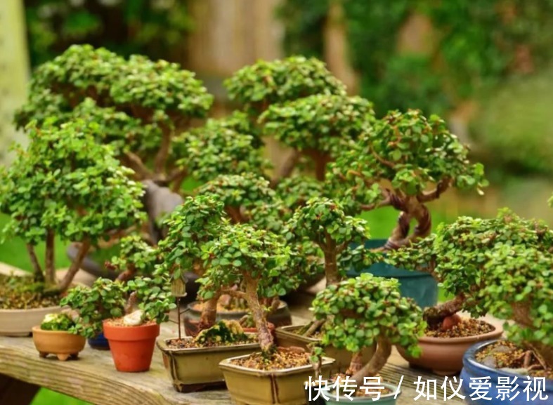 盆栽避开这3点,树马齿笕叶不黄不掉,很快就逆袭成金枝玉叶