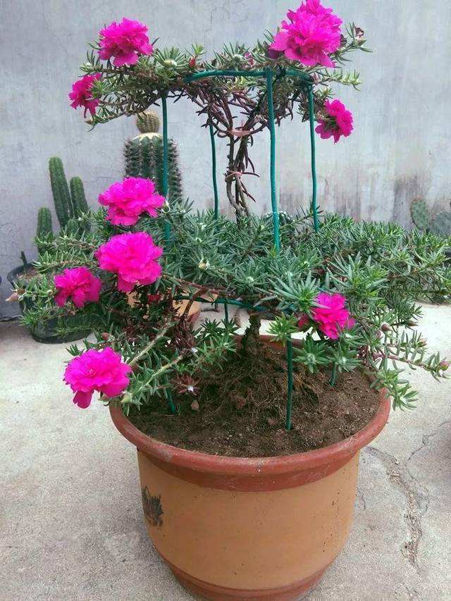 原来太阳花也能养成老桩，一棵就美上天，开花好几层！