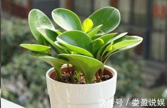 长寿花|别再浪费钱买花了,这些花掰片叶子就能长一大盆,省下好多钱!