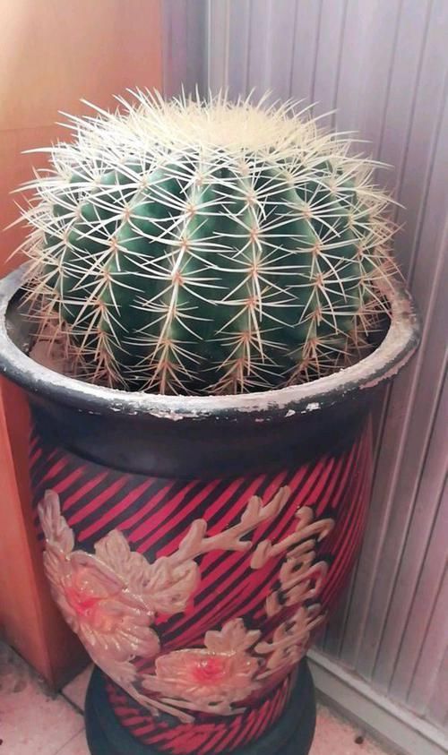  花友|养了15年的金琥，长到1米宽，花友说给钱也不卖