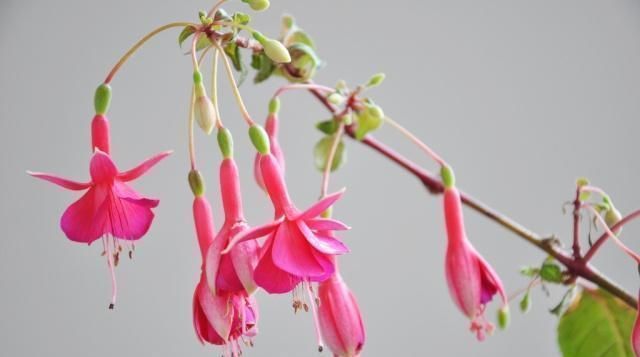 植物|这五种“花卉”都是懒人花,每月浇水一次,不会烂根,远离黄叶