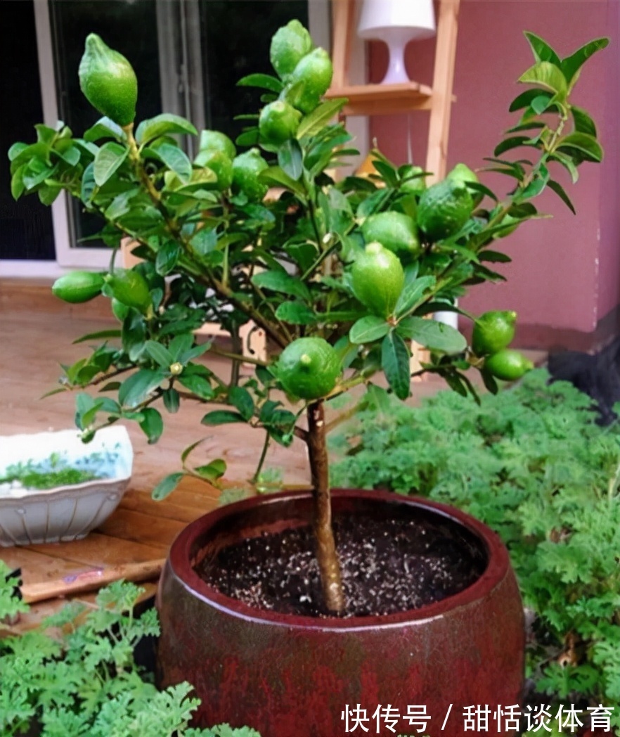 5种“养人花”,你养着它,它也养着你,家里空气清新,人健康