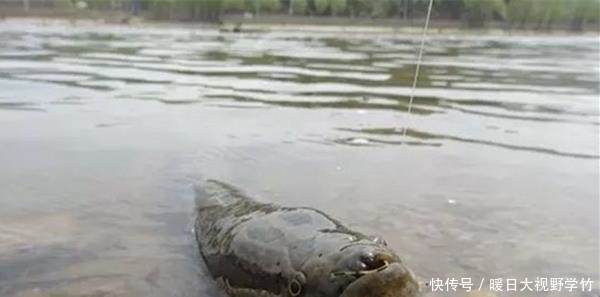 饵料|黑鱼怎么钓？用什么饵料钓最好？