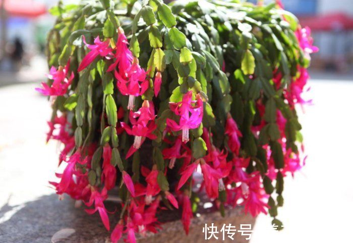 秋季|秋季养蟹爪兰做到“3不缺”，叶片肥厚繁茂，想开花只需调整2点