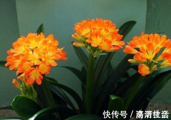 装修|老婆用装修时剩下的“小东西”,埋在花盆里面,花就没有黄过叶