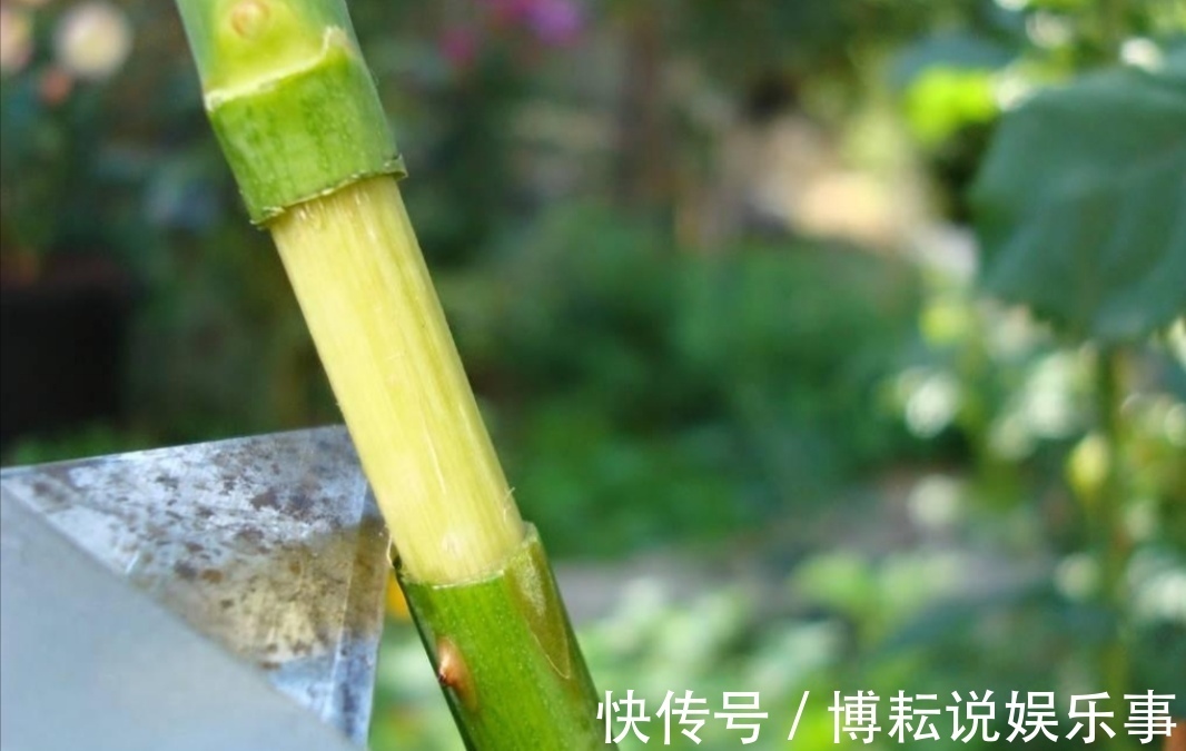 伤口处|月季别再扦插了,用另1种方法繁殖,更容易成活