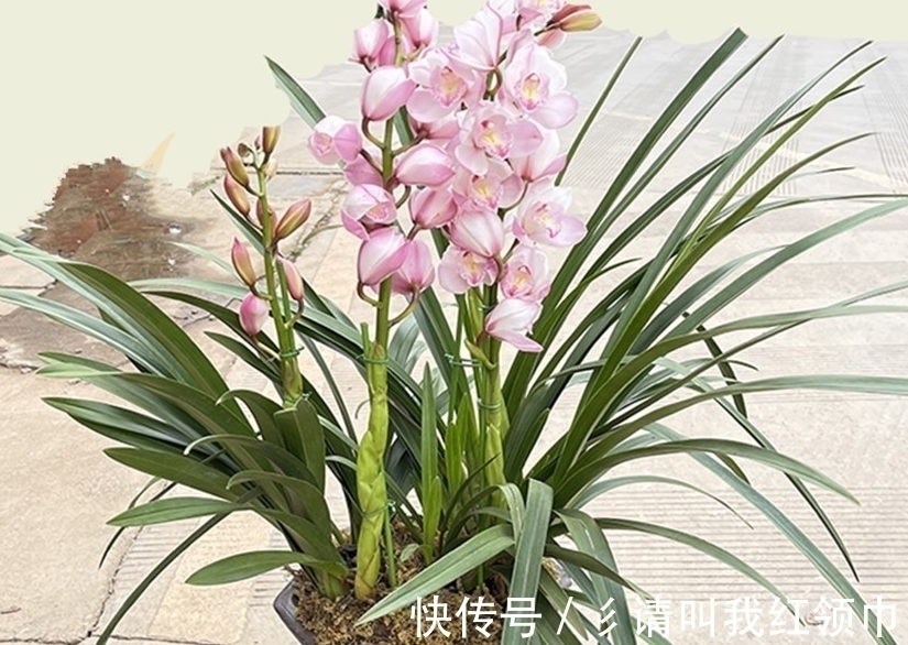 开花期|室内养兰花和君子兰,怎样让花箭窜得高?三个方法简单实用
