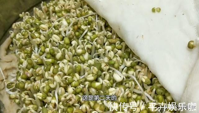 卫生|家庭自制绿豆芽，教你5个小秘诀，豆芽4天就能吃，安全卫生又营养